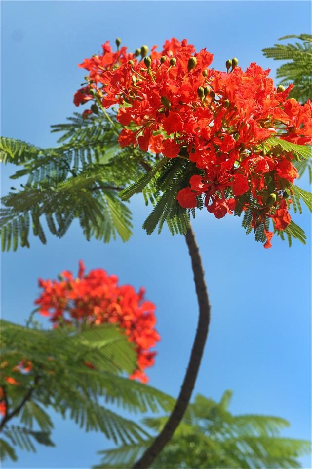 狀元紅，揭秘4987最準最快的秘密武器，狀元紅，揭秘最準最快的秘密武器 4987