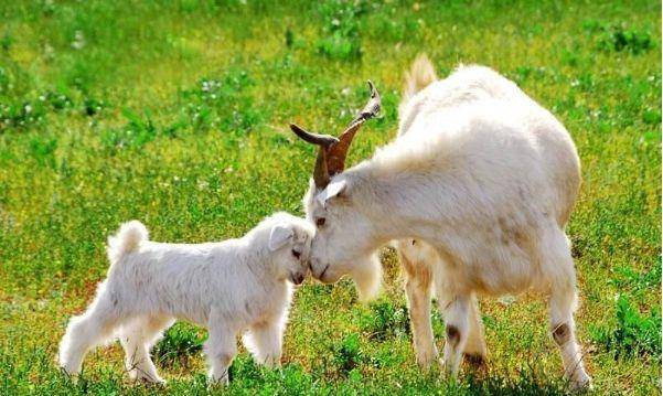 今晚澳門(mén)開(kāi)三肖兔羊蛇，揭秘生肖運(yùn)勢(shì)與預(yù)測(cè)秘密，揭秘生肖運(yùn)勢(shì)，兔羊蛇在澳門(mén)今晚的開(kāi)運(yùn)秘密