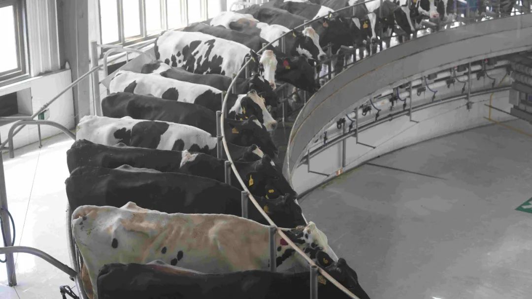 新澳特碼生肖全年走勢解析與預測，新澳特碼生肖全年走勢解析及精準預測