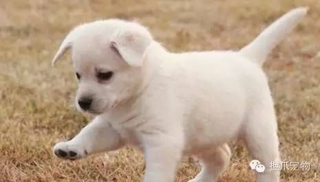 探索全新版狗狗玄機，揭秘數字77777與88888的神秘面紗下的寵物世界，揭秘數字密碼背后的寵物世界，狗狗玄機與神秘數字77777、88888的探索