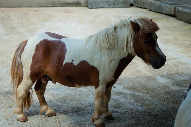 一馬中特內(nèi)部精準(zhǔn)資料免費(fèi)大公開，揭秘獨(dú)家策略與秘籍，獨(dú)家揭秘，一馬中特內(nèi)部精準(zhǔn)資料大公開，策略秘籍免費(fèi)分享