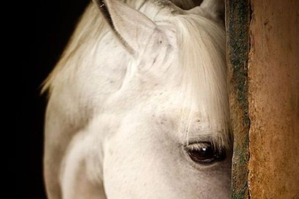 香港精選資料六肖100，揭秘生肖運(yùn)勢(shì)與財(cái)富秘密，揭秘生肖運(yùn)勢(shì)與財(cái)富秘密，香港精選資料六肖100詳解