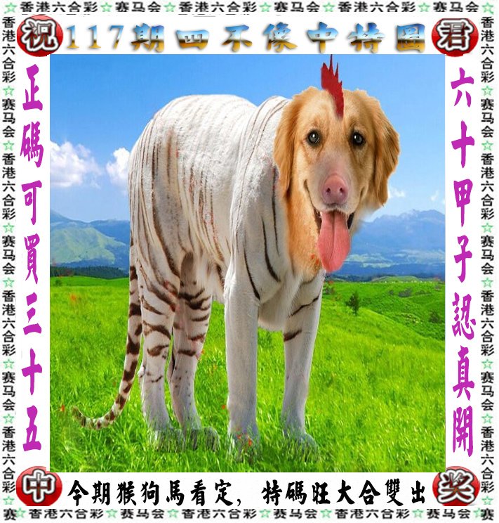 王中王四不像一肖論壇，探索神秘論壇的世界，王中王四不像一肖論壇，神秘論壇世界的探索之旅