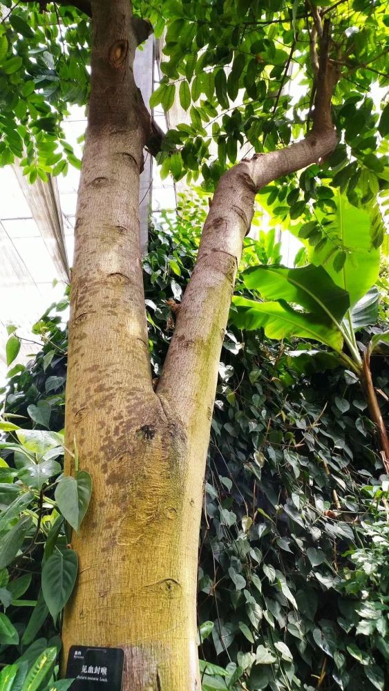 王中王一肖中汁一手，深度解讀背后的故事與奧秘，揭秘王中王一肖背后的故事與奧秘，一手解讀其深層含義