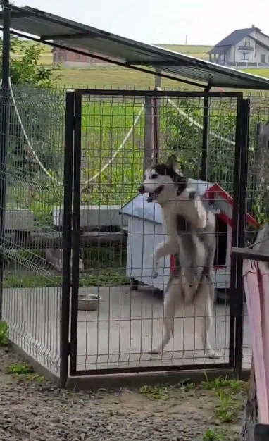 王中王四不像圖定一肖，神秘與傳奇的交融，王中王四不像圖定一肖，神秘傳奇的交融之旅