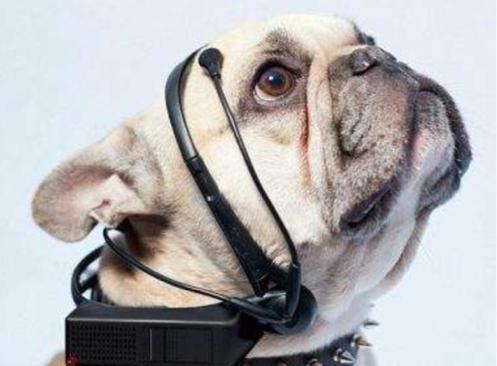 澳門今晚四不像正版圖資料圖片——深度解析與探索，澳門今晚四不像正版圖資料圖片深度探索與解析