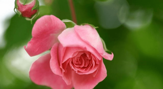 澳門一碼一肖100%準(zhǔn)確預(yù)測，真的存在嗎？揭秘背后的真相，澳門預(yù)測真相揭秘，一碼一肖100%準(zhǔn)確預(yù)測是否存在？