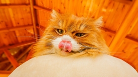 揭秘生肖王中王，探尋2009年生肖運(yùn)勢(shì)的獨(dú)特魅力，揭秘生肖王中王，探尋生肖運(yùn)勢(shì)獨(dú)特魅力與2009年運(yùn)勢(shì)展望