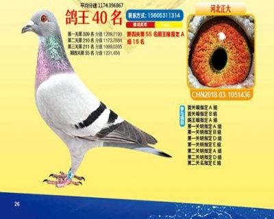 王中王四馬一肖，探尋背后的故事與奧秘，王中王四馬一肖，背后的故事與奧秘探尋