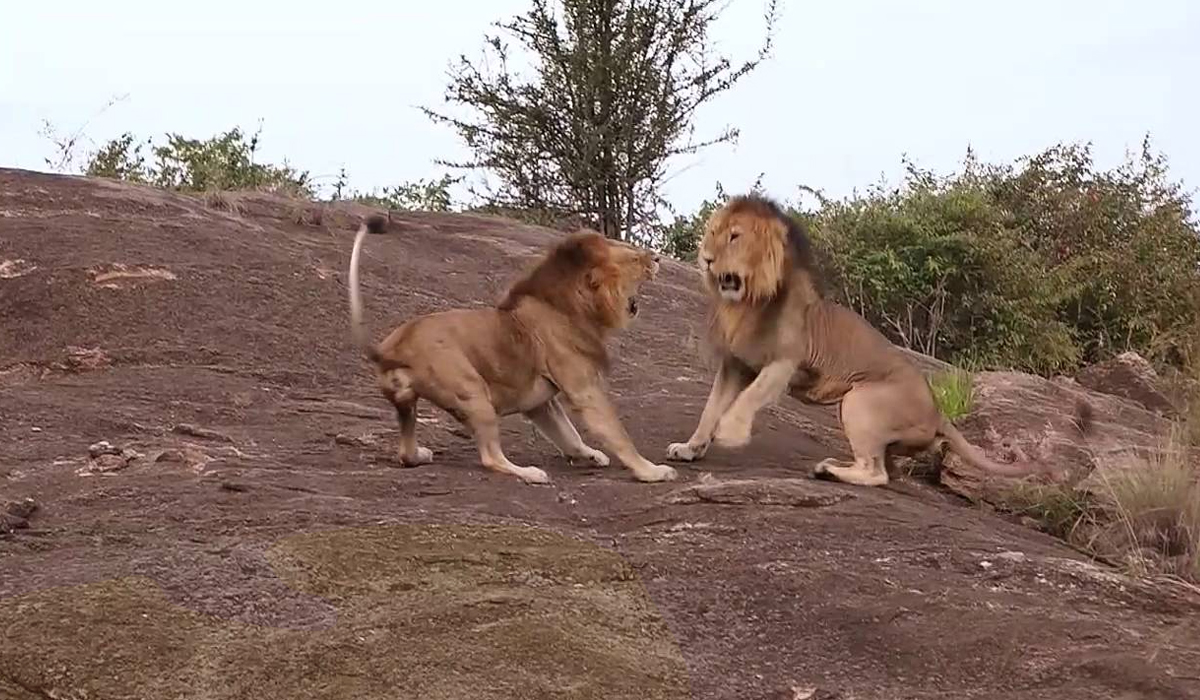 森林王中王打一肖