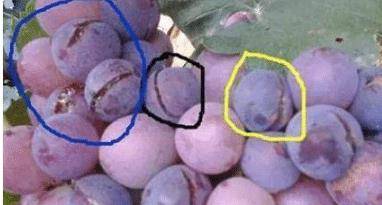 揭秘欲錢買王中王所指的生肖——探尋背后的故事與寓意，揭秘生肖王中王背后的故事與寓意，探尋欲錢購買的真相