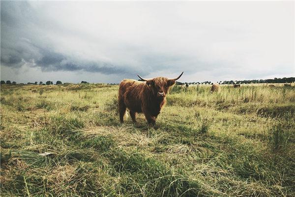 2025年4月21號112期新澳門四不像?