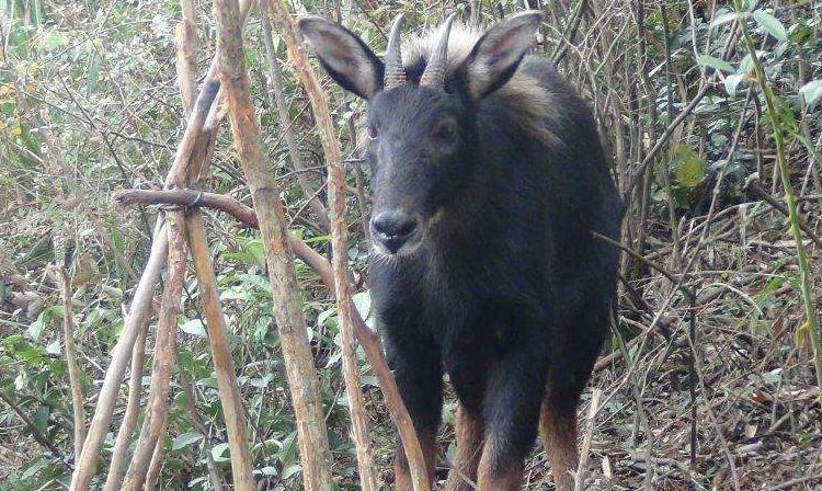 正版四不像劉伯溫一肖動(dòng)，揭秘傳奇背后的真相，揭秘傳奇背后的真相，劉伯溫正版四不像一肖動(dòng)探秘