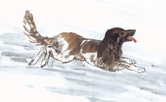 澳門今晚必開一肖1叫狗