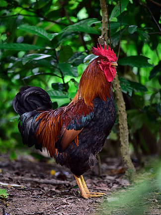 澳門新資訊，探索2025年雞號彩票的奧秘與未來展望，澳門新資訊，探索雞號彩票的奧秘與未來展望（2025年展望）