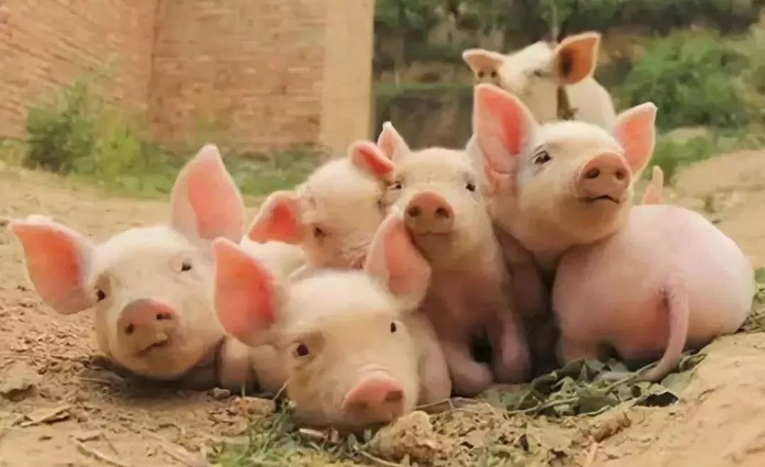 豬狗同行王中王，打一生肖——揭秘背后的神秘寓意，豬狗同行王中王背后的生肖神秘寓意解讀