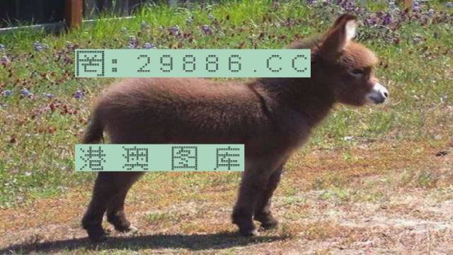 澳門必開一肖一碼四不像，揭秘背后的秘密與真相，澳門必開一肖一碼四不像，揭秘背后的真相與秘密探究