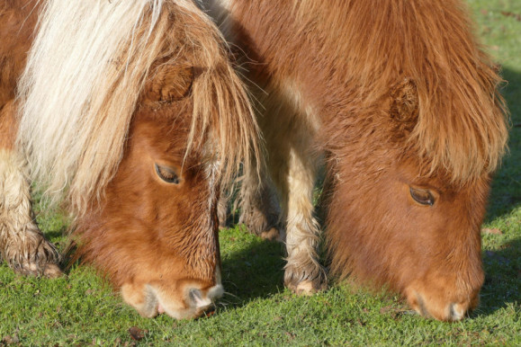 王中王四不像一肖圖必中——揭秘彩票預測的神秘面紗，揭秘彩票預測神秘面紗，王中王四不像一肖圖必中真相探索