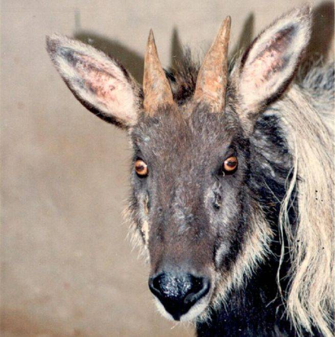 四不像一肖王中王論壇