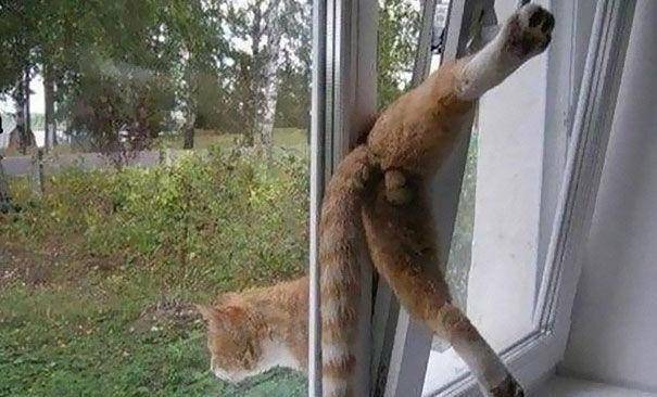 四不像不比一肖王中王