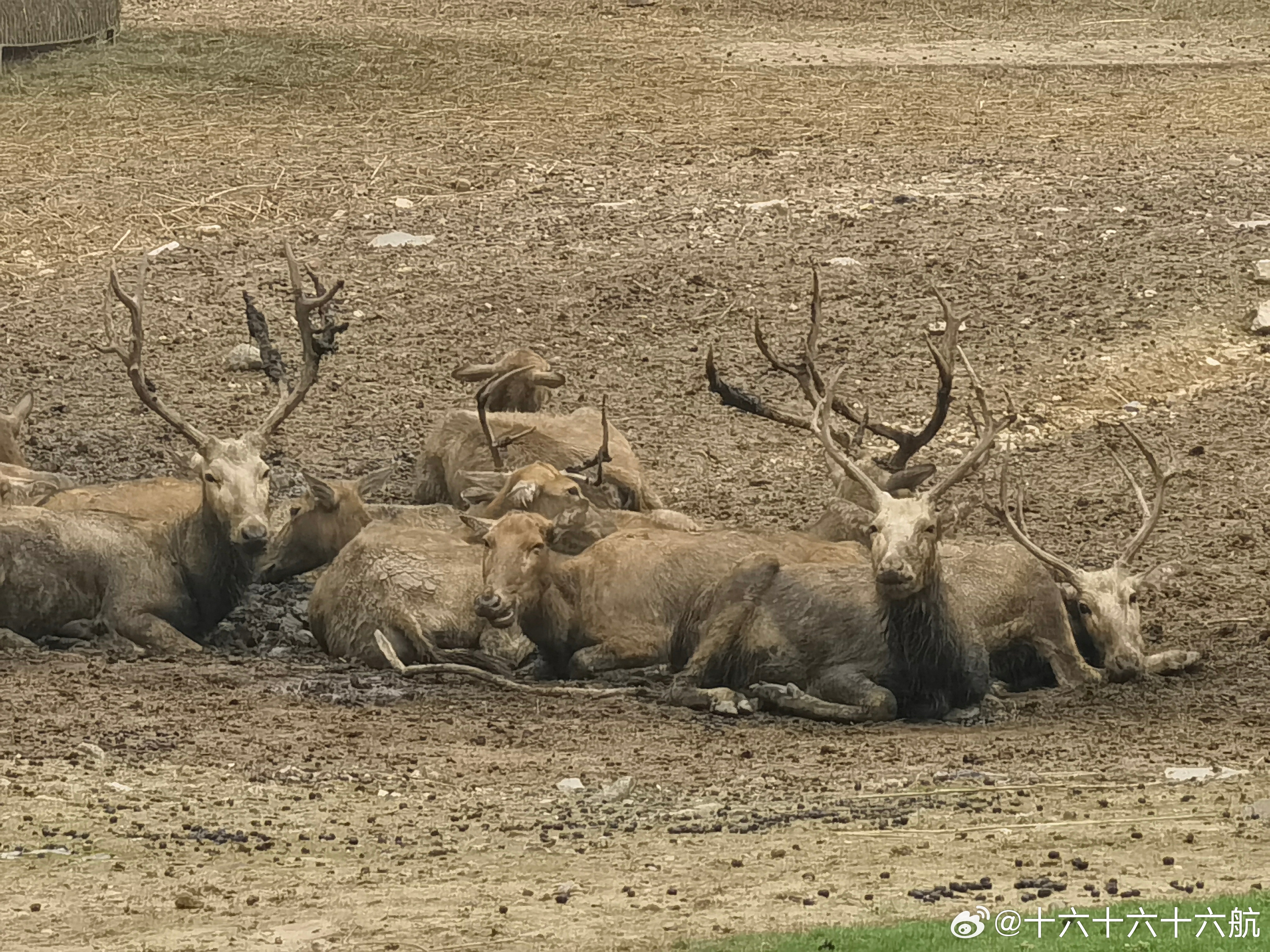 家婆王中王一肖四不像，神秘魅力的探索之旅，家婆王中王一肖四不像，神秘魅力的探索之旅揭秘