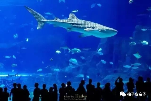 新澳門(mén)一碼一肖，揭秘深湖覓鯨的奧秘與精確性，揭秘深湖覓鯨奧秘，新澳門(mén)一碼一肖的精確探尋之旅