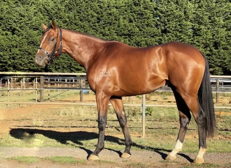 今晚澳門特馬開什么今晚四不像