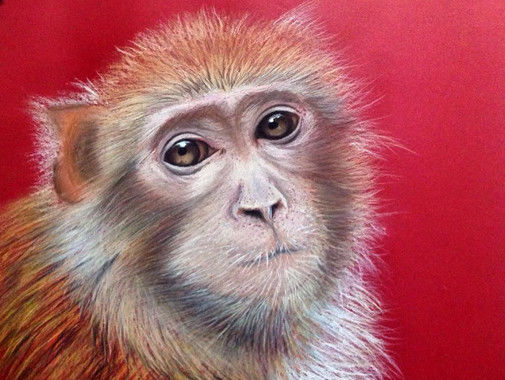 揭秘白姐王中王四不像圖一肖的神秘面紗，揭秘白姐王中王四不像圖一肖，神秘面紗下的真相探索