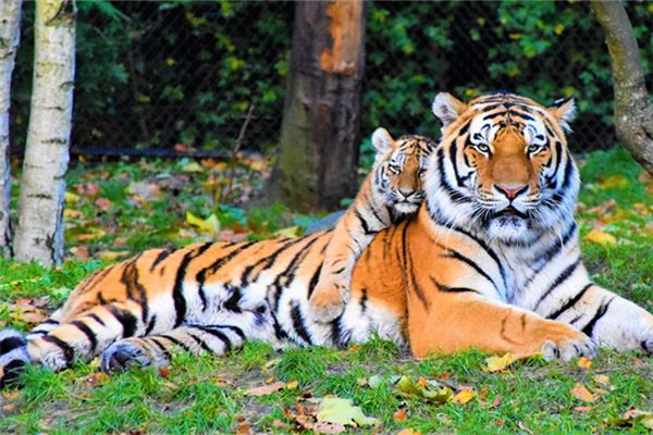 森林之中王中王，揭秘生肖之王——深度解析生肖與森林之王的關聯(lián)，揭秘生肖之王與森林之王的深度關聯(lián)，森林中的王者之王解讀