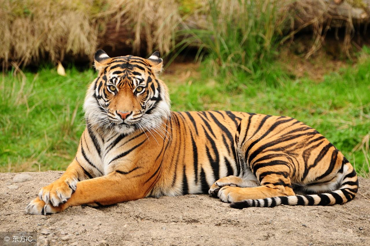 王中王45期指一生肖——探尋生肖文化的魅力，探尋生肖文化魅力，王中王45期指一生肖揭秘