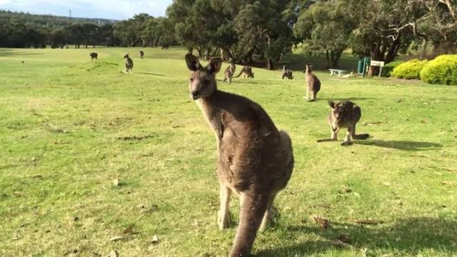 新澳2025今晚開獎資料四不像解析與預(yù)測，新澳2025今晚開獎資料解析與預(yù)測，四不像現(xiàn)象探討