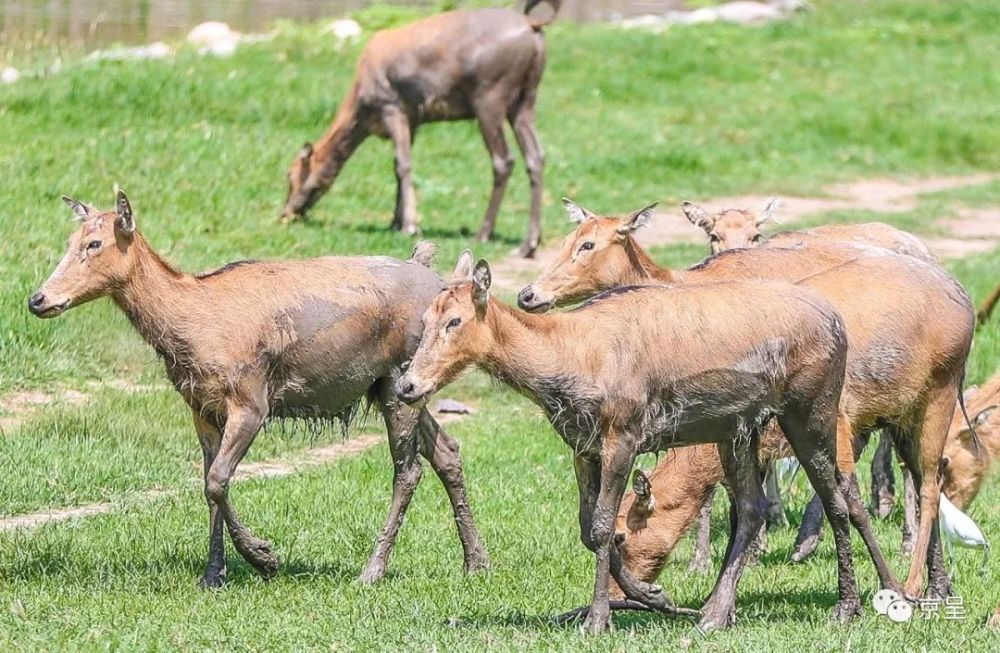 今晚最準(zhǔn)四不像，揭秘神秘預(yù)測(cè)背后的真相，揭秘神秘預(yù)測(cè)背后的真相，今晚最準(zhǔn)四不像預(yù)測(cè)揭曉