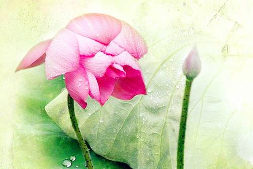 買一注猜生肖，揭秘生肖預測的神秘面紗，揭秘生肖預測神秘面紗，一注猜生肖探秘之旅