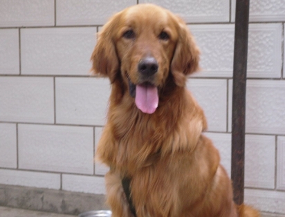 神秘的管家婆狗