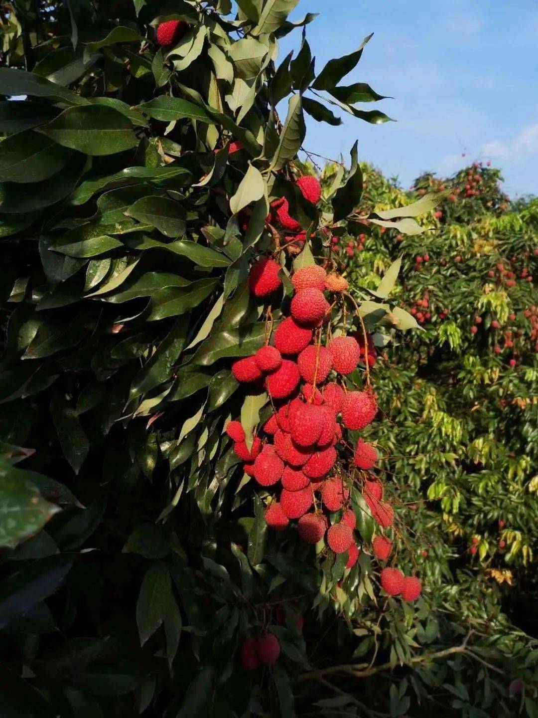 狀元紅，揭秘4987最快鐵算資料背后的秘密，狀元紅背后的秘密，揭秘最快鐵算資料4987的神秘面紗