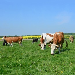 澳門馬正版芳草地資料詳解，澳門馬正版芳草地資料大全解析