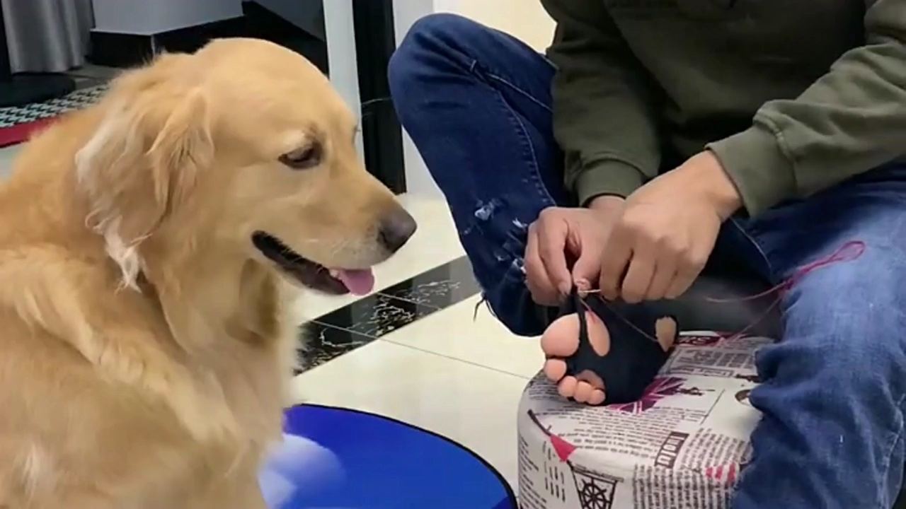 揭秘神秘的管家婆狗世界，探索數(shù)字背后的故事，揭秘管家婆狗世界的數(shù)字秘密探索之旅