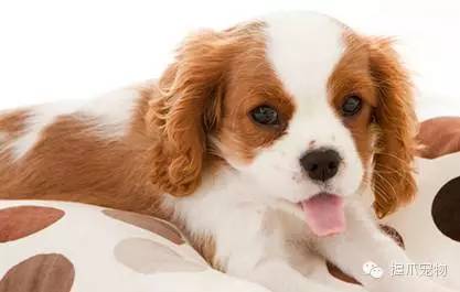 探索全新版狗狗玄機(jī)，揭秘?cái)?shù)字77777與88888的神秘面紗下的寵物世界，揭秘?cái)?shù)字密碼背后的寵物世界，狗狗玄機(jī)與神秘?cái)?shù)字77777、88888的探索