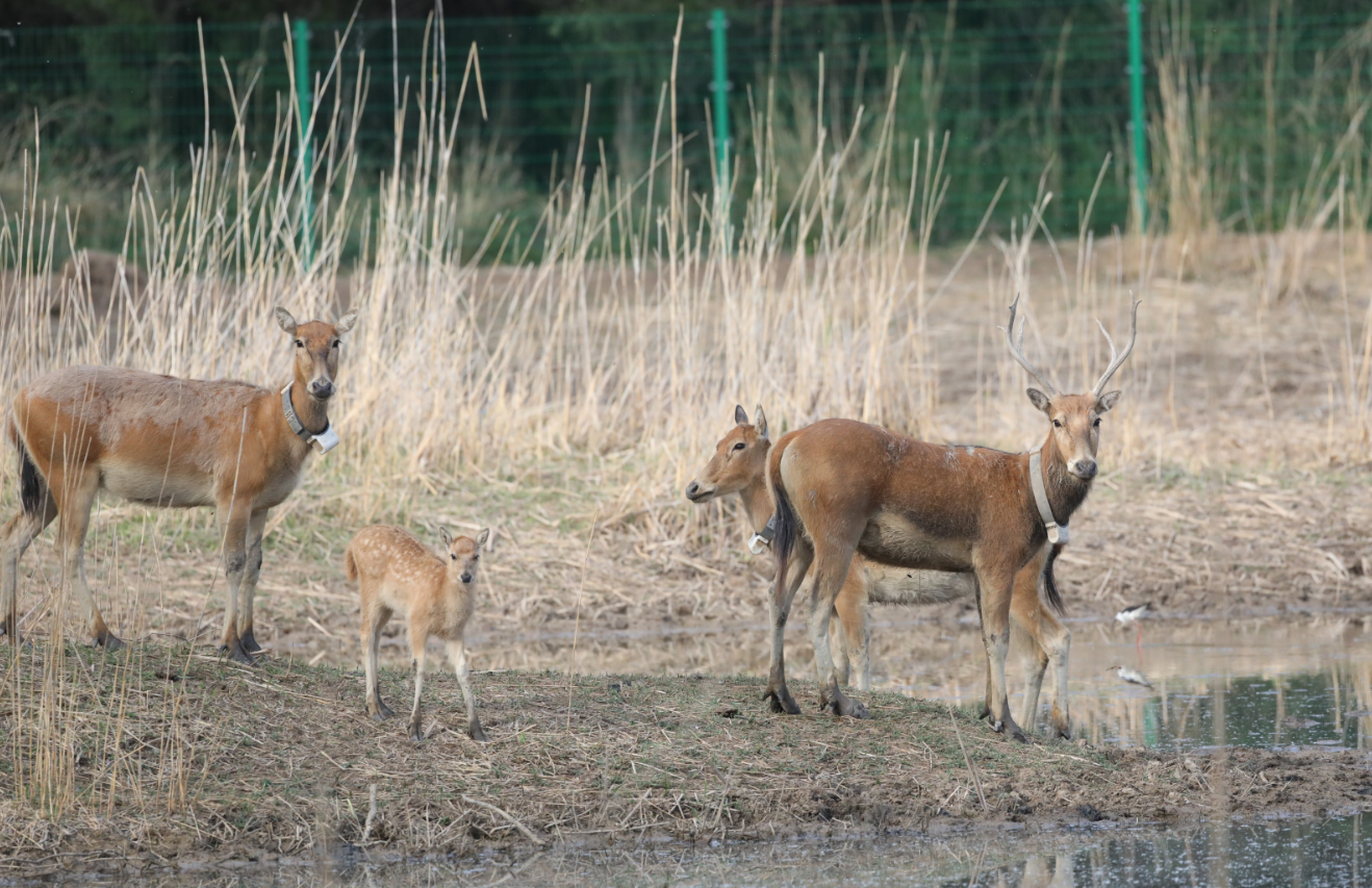 王中王四不像圖片一肖，神秘與趣味的結(jié)合，王中王四不像，神秘與趣味交織的圖片一肖