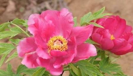 王中王三期必出平特一肖——深度解析與預(yù)測，王中王三期深度解析與預(yù)測，平特一肖即將出現(xiàn)？