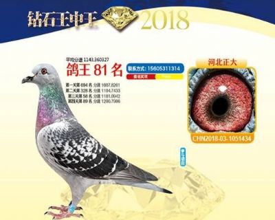 王中王四馬一肖，探尋背后的故事與奧秘，王中王四馬一肖，背后的故事與奧秘探尋