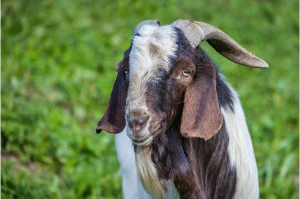 澳門出羊下期必開一肖，揭秘生肖彩票的奧秘與策略，揭秘生肖彩票奧秘，澳門出羊后必開一肖策略探討
