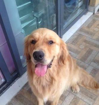 揭秘神秘的管家婆狗，探索數(shù)字77777與88888背后的故事，揭秘，神秘的管家婆狗與數(shù)字77777與88888背后的傳奇故事