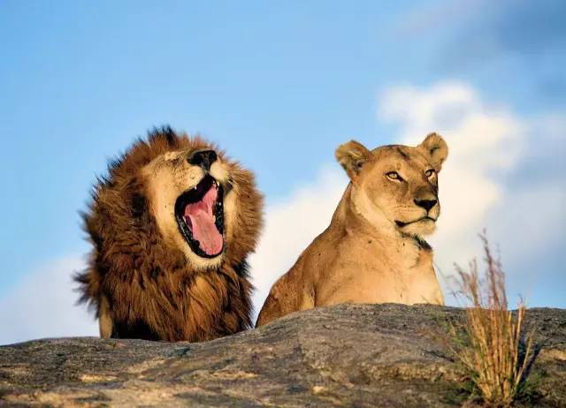 王中王四不象必中一肖，揭秘生肖運(yùn)勢(shì)與預(yù)測(cè)之謎，揭秘生肖運(yùn)勢(shì)預(yù)測(cè)之謎，王中王四不象鎖定必中一肖