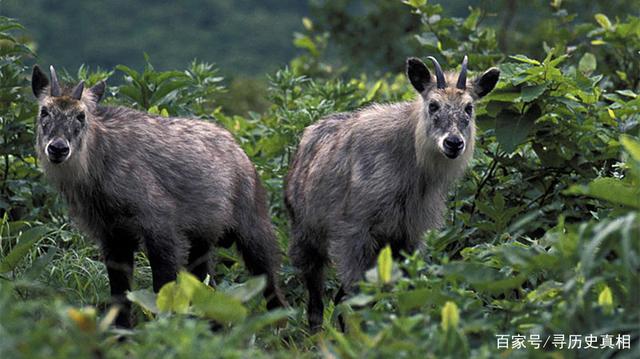 揭秘劉伯溫四不像一肖中特良——探尋神秘預(yù)言背后的真相，劉伯溫四不像一肖預(yù)言真相揭秘，探尋神秘預(yù)言背后的秘密