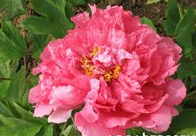 澳彩狀元紅97049cm查詢，揭秘彩票背后的秘密，揭秘彩票背后的秘密，澳彩狀元紅97049cm查詢解析