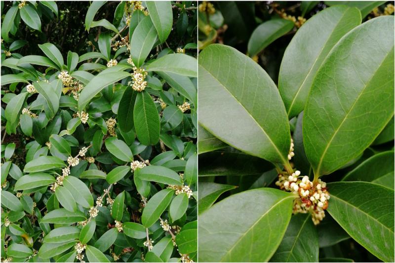 狀元紅，探尋4987背后的速度與激情，狀元紅背后的速度與激情，探尋數(shù)字4987的故事