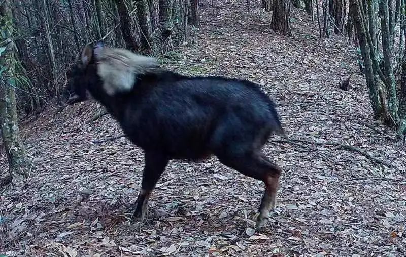 四不像必中一肖王中王——揭秘彩票背后的秘密與策略，揭秘彩票背后的秘密與策略，四不像必中一肖王中王探討彩票策略與真相