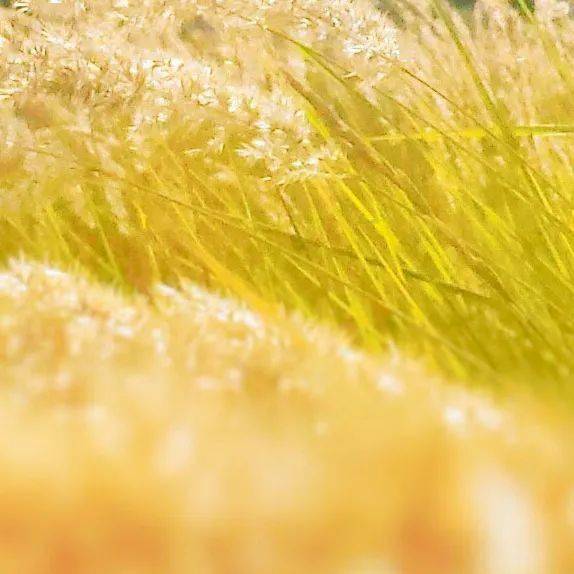 新澳好彩免費資料查詢，全方位指南與實用技巧，新澳好彩免費資料查詢，全方位指南與技巧分享