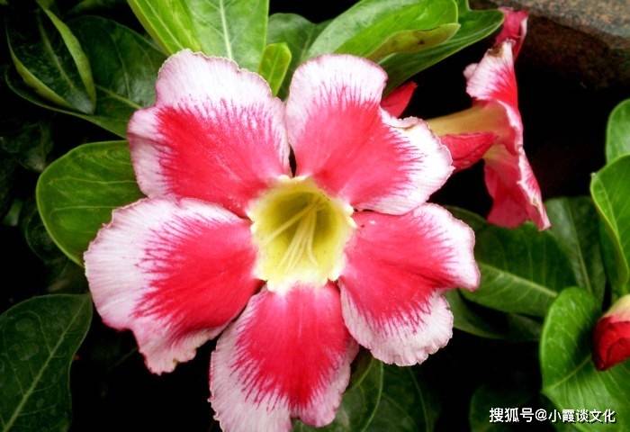 澳門三期內(nèi)必開一肖精，深度解析與探索，澳門三期內(nèi)必開一肖深度解析與探索之旅